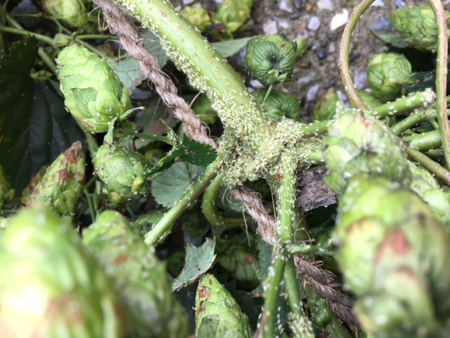 hop crops infested with aphids