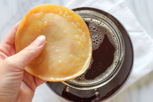 scoby culture 